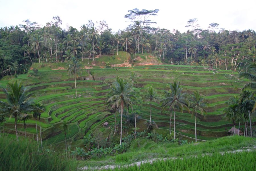 L'indonésie et Lombok : découverte à cheval