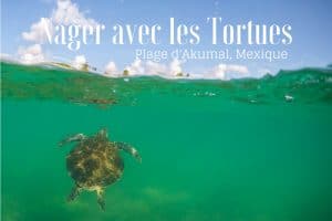 tortue plage d'Akumal tulum mexique blog voyage lovelivetravel