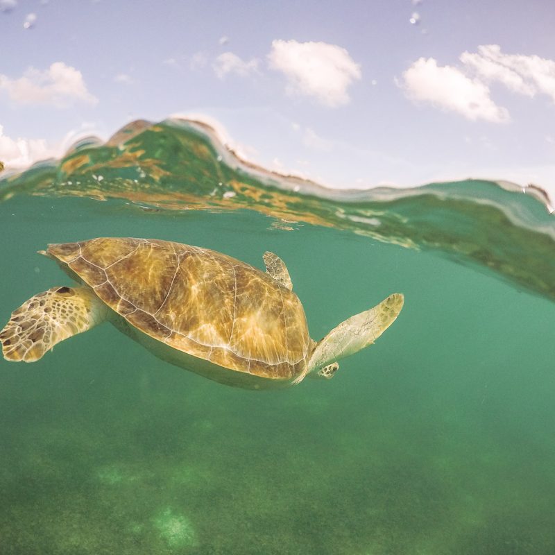 Mexique Nager avec les tortues de la Plage d'Akumal blog voyage lovelivetravel